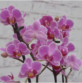Mini Orquídea Delicada Para Ela