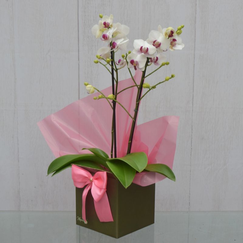 mini-orquidea-plenitude-3