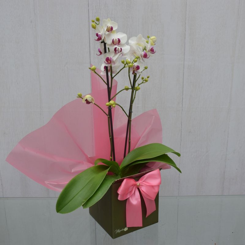 mini-orquidea-plenitude-4