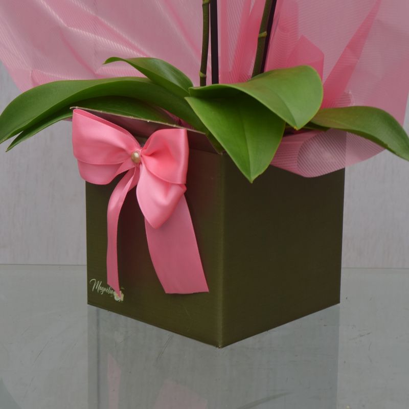 mini-orquidea-plenitude-5