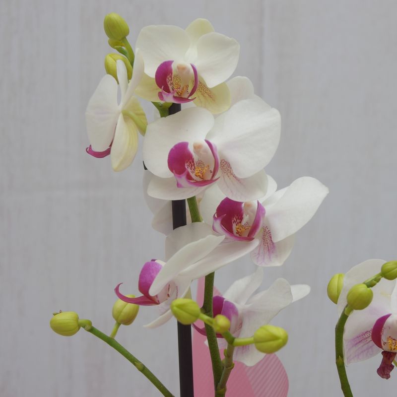 mini-orquidea-plrnitude-6