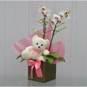 Mini Orquídea Plenitude com Urso de Pelúcia