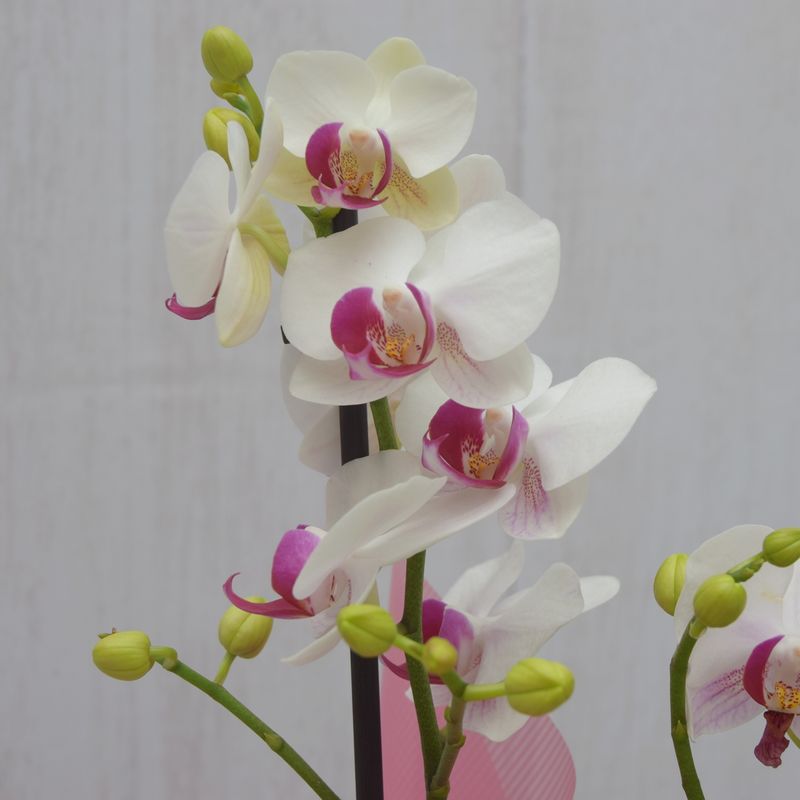mini-orquidea-plenitude-com-urso-de-pelucia-4