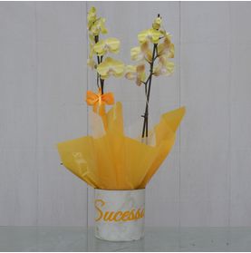 Orquídea Amarela Desejo Sucesso Pra Você