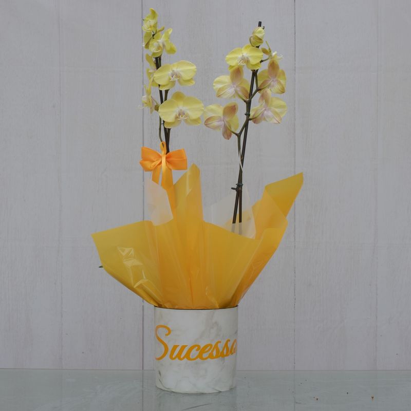 orquidea-amarela-desejo-sucesso-pra-voce-1