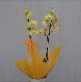 Orquídea Amarela Desejo Sucesso Pra Você