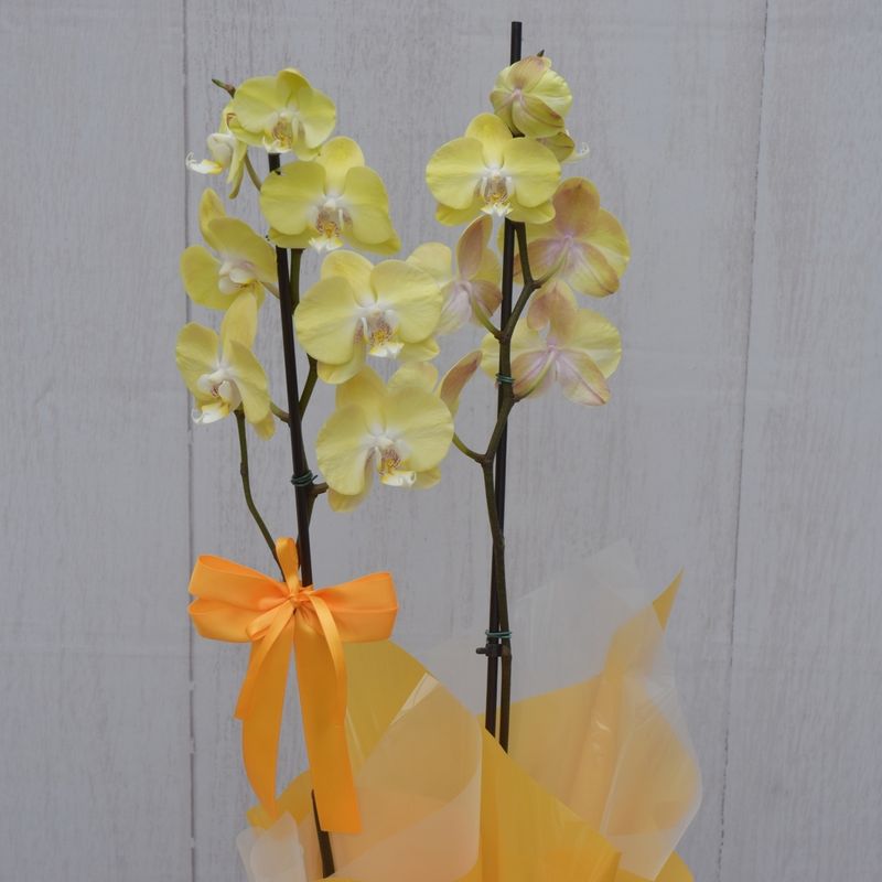 orquidea-amarela-desejo-sucesso-pra-voce-com-mini-chandon-2