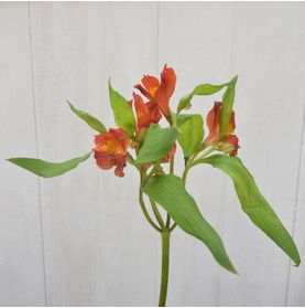Astromélia Abóbora Galho