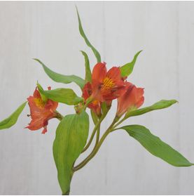 Astromélia Abóbora Galho