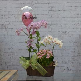 Orquideas Para o Aniversário de Uma Mulher Especial