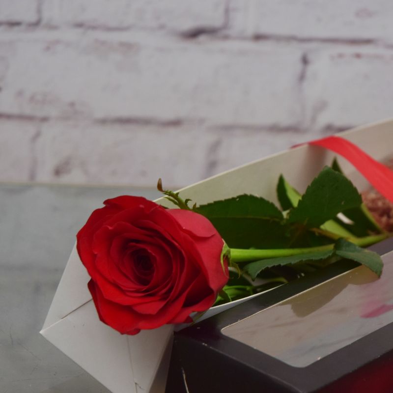 rosa-carola-sofisticada-6
