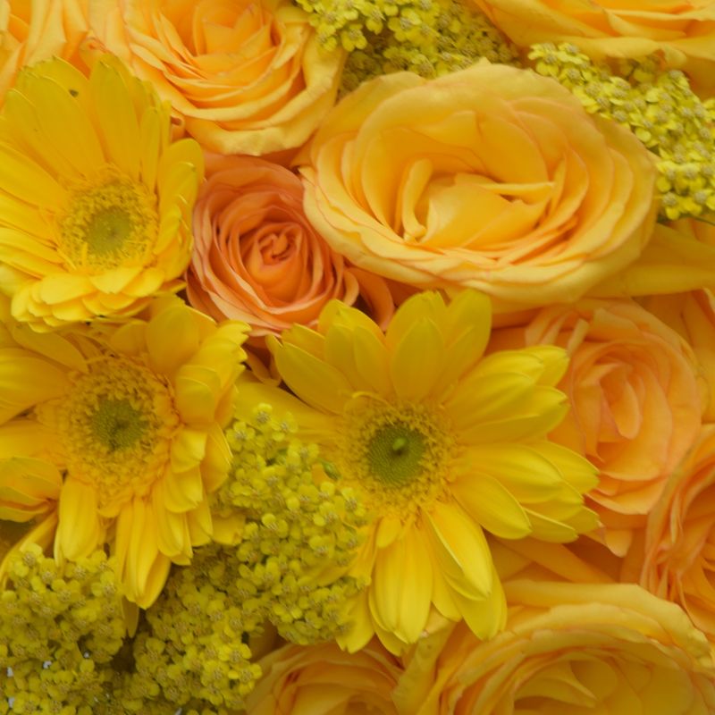 buque-maravilha-amarela-com-rosas-e-gerberas-6