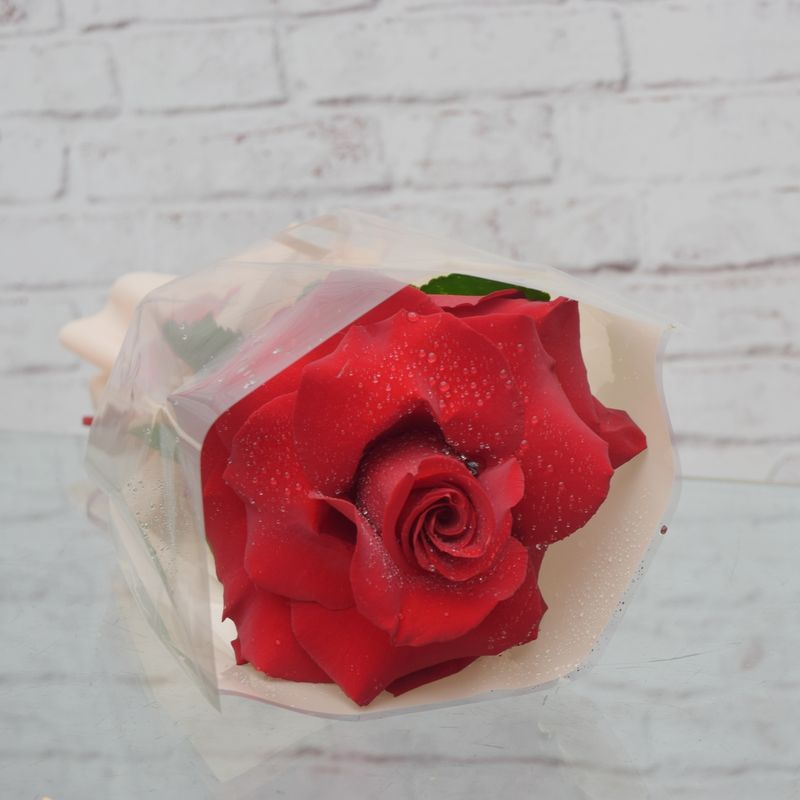 rosa-colombiana-sofisticada-para-presente-6