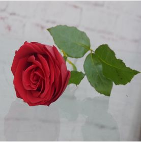 Rosa Colombiana Esplendorosa