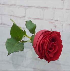 Rosa Colombiana Esplendorosa