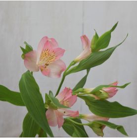 Galho de Alstroemelia Und