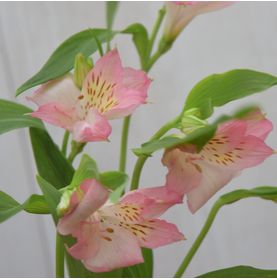 Galho de Alstroemelia Und