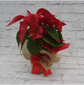 Bico de Papagaio Mini