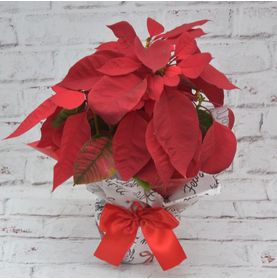 Mini Vaso Bico de Papagaio Estampa Natalina