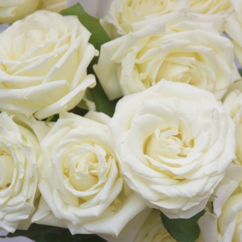 arranjo-rosas-da-paz-e-prosperidade-3