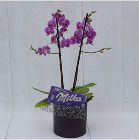 Mini Orquídea Lilás No Cachepô Para Presentear com Carinho com Milka