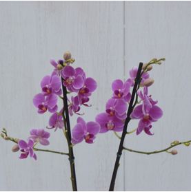 Mini Orquídea Lilás No Cachepô Para Presentear com Carinho com Milka