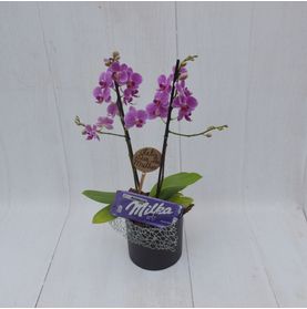 Mini Orquidea Lilás No Cachepô com Milka Especial Dia da Mulher