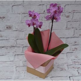 Mini Orquidea Dia Das Mães