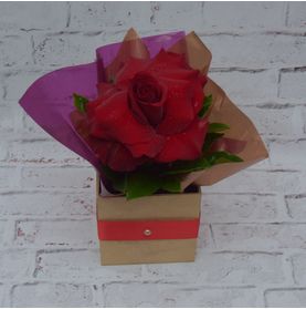 Caixa com Rosa Colombiana Vermelha para Presentear Minha Mãe