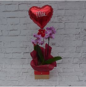 Mini Orquidea Mimosa Na Caixa com Balão Mãe