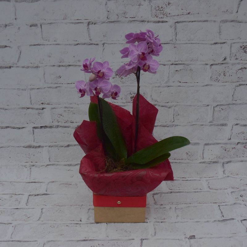 mini-orquidea-mimosa-na-caixa-mdf-1.jpg