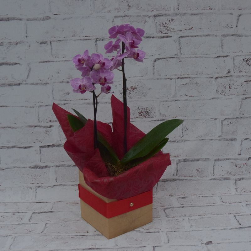 mini-orquidea-mimosa-na-caixa-mdf-2.jpg