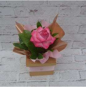 Caixa com Rosa Colombiana Pink para Presentear Minha Mãe