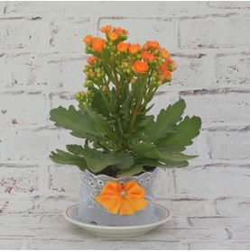 Kalanchoe Mimoso