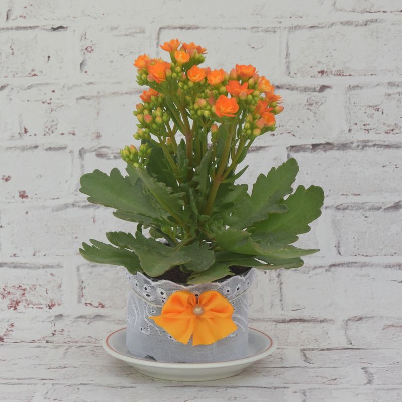 kalanchoe-mimoso-1