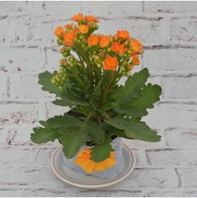 Kalanchoe Mimoso