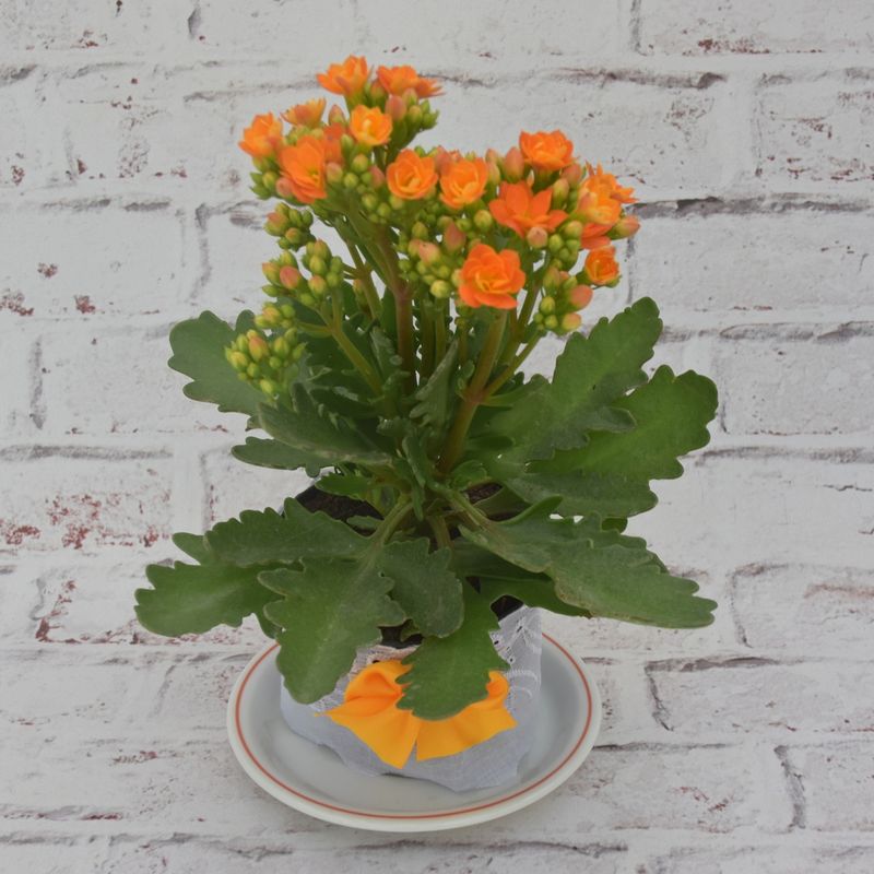 kalanchoe-mimoso-2