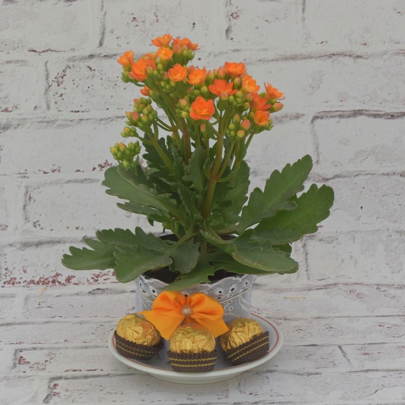kalanchoe-mimoso-com-ferrero-1