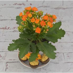 Kalanchoe Mimoso com Ferrero