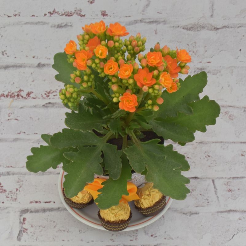 kalanchoe-mimoso-com-ferrero-2