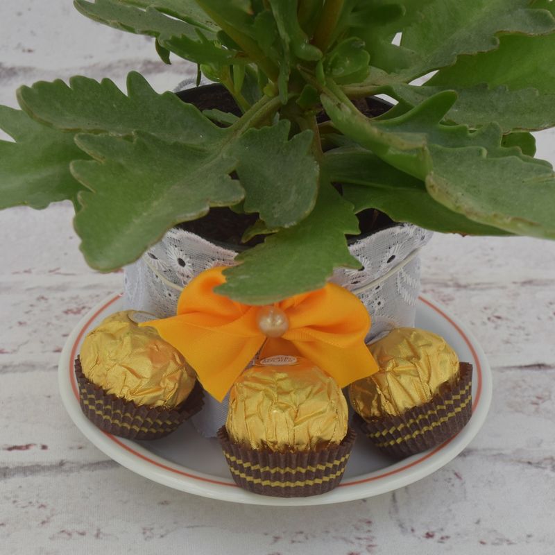 kalanchoe-mimoso-com-ferrero-3