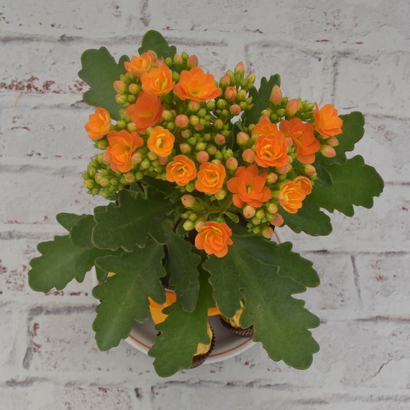 kalanchoe-mimoso-com-ferrero-4