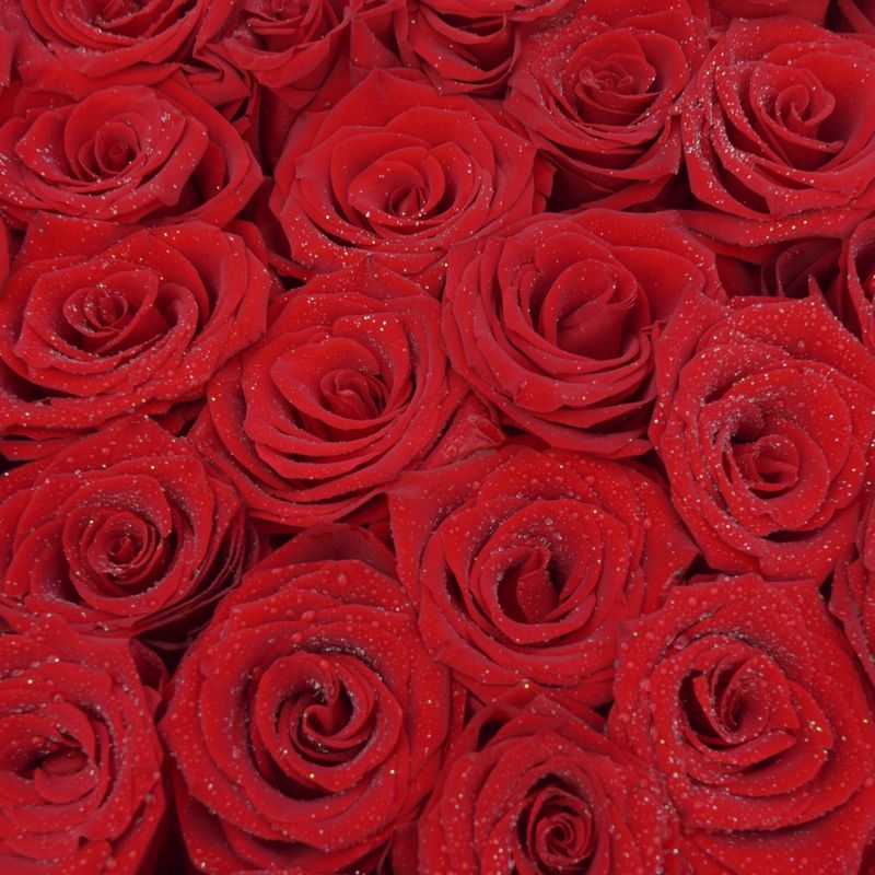 arranjo-com-50-rosas-colombianas-para-conquistar-uma-mulher-6