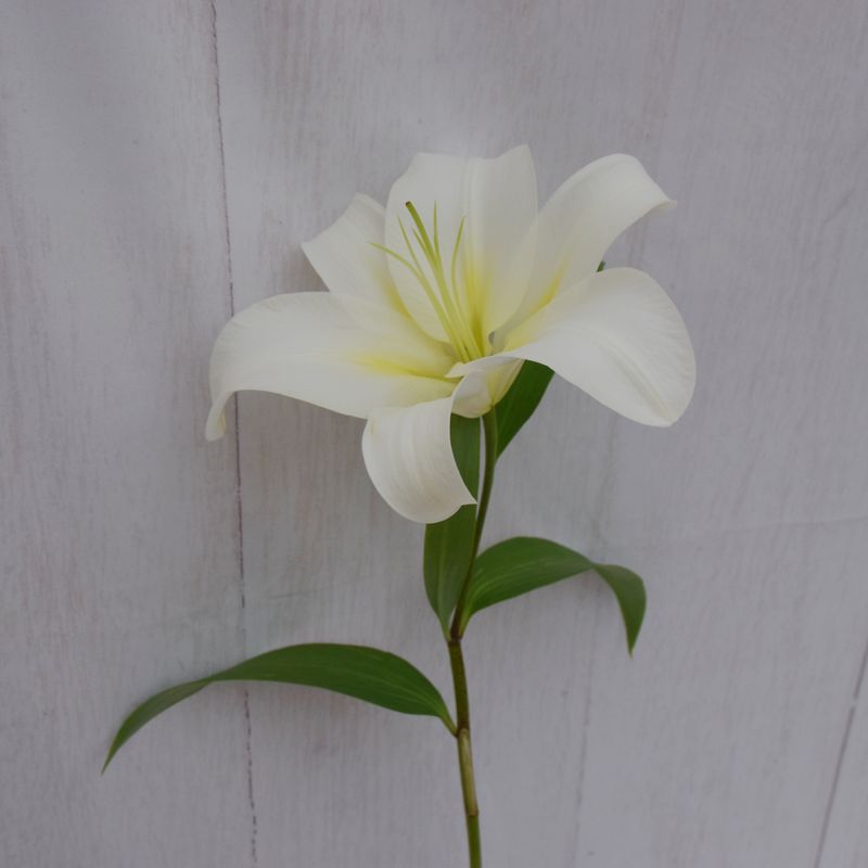 LIRIO-BRANCO-1