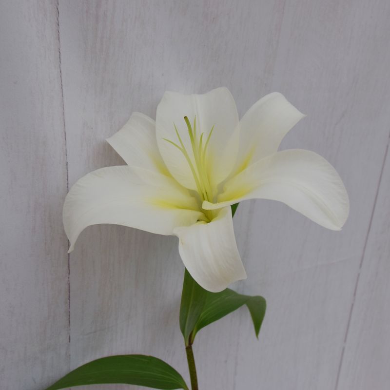 LIRIO-BRANCO-2